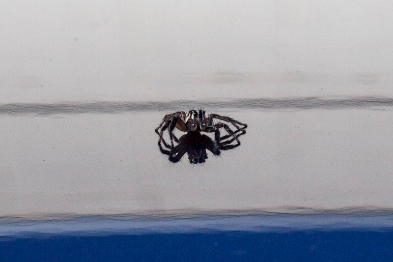 Illustration for article titled E60, old camera, way older lens. And Spiderbro.